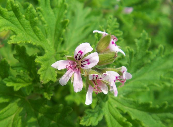 Pelargonium graveolens seeds Old Fashion Rose Geranium